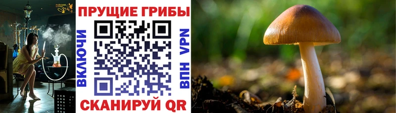 Псилоцибиновые грибы ЛСД Вышний Волочёк